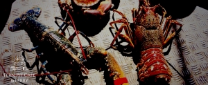 Crab & Lobster Newquay