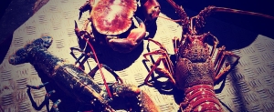 Fresh Crab & Lobster Newquay
