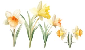 Daffodils